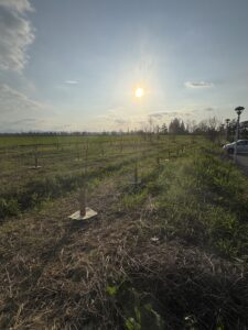 Bosco di Carignano - KILOMETROVERDEPARMA 01