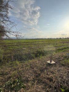 Bosco di Carignano - KILOMETROVERDEPARMA 02