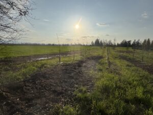 Bosco di Carignano - KILOMETROVERDEPARMA 03