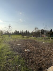 Bosco di Carignano - KILOMETROVERDEPARMA 04