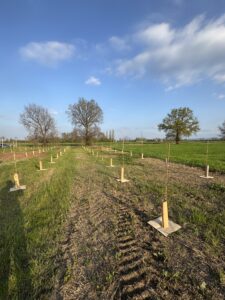 Bosco di Carignano - KILOMETROVERDEPARMA 05