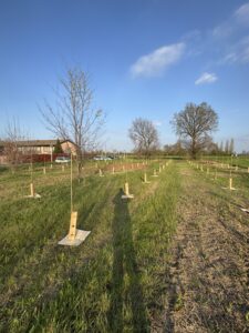 Bosco di Carignano - KILOMETROVERDEPARMA 06