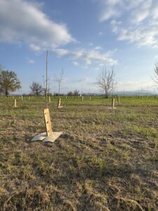 Bosco di Carignano - KILOMETROVERDEPARMA 07