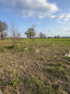 Bosco di Carignano - KILOMETROVERDEPARMA 08
