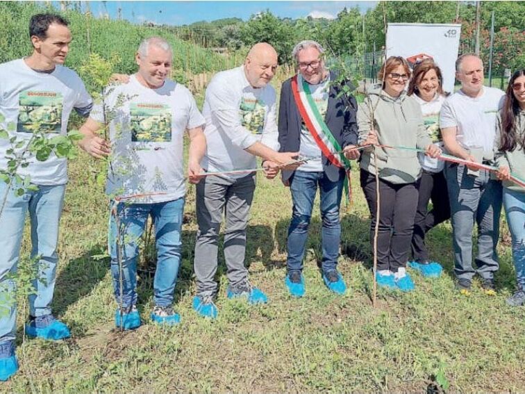 Bosco Bucci